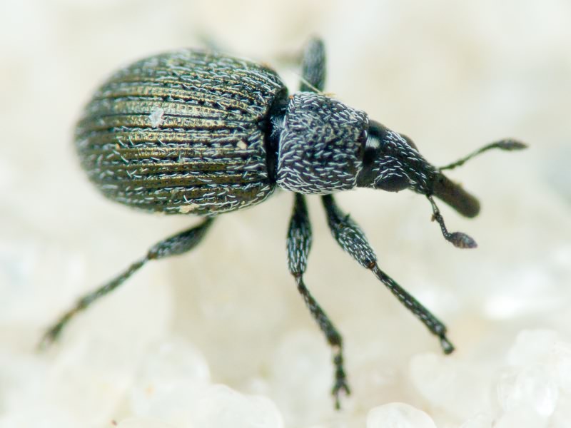 Pseudoperapion brevirostre (Herbst, 1797)